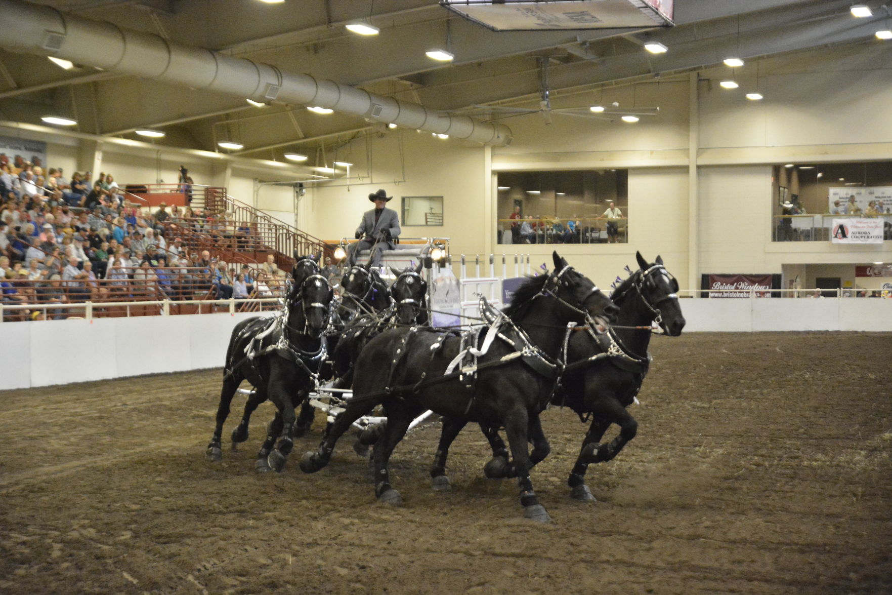 8-25-19 Draft Horse Hitch Final (136).JPG